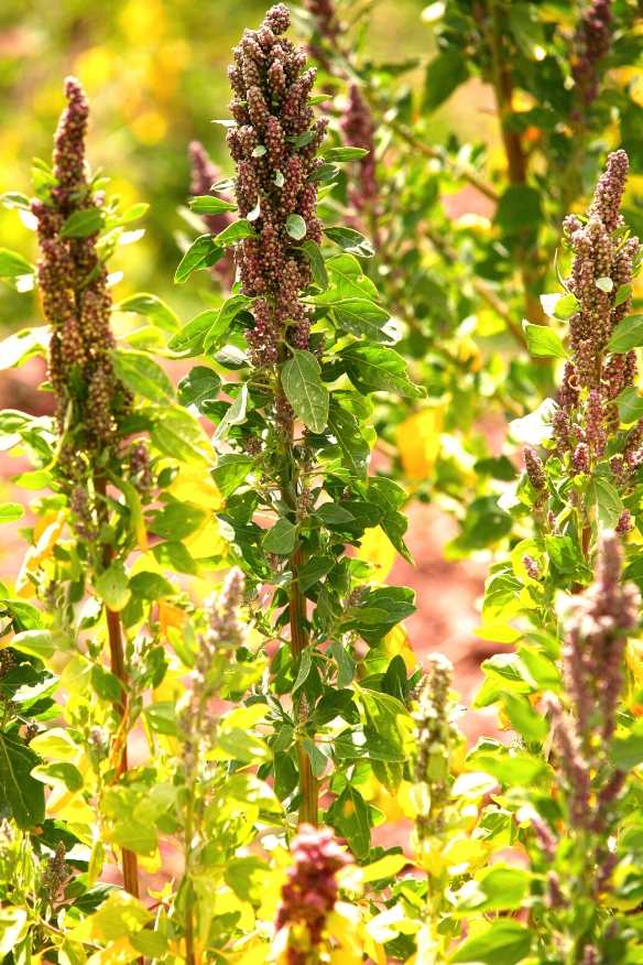 Quinoa Plant