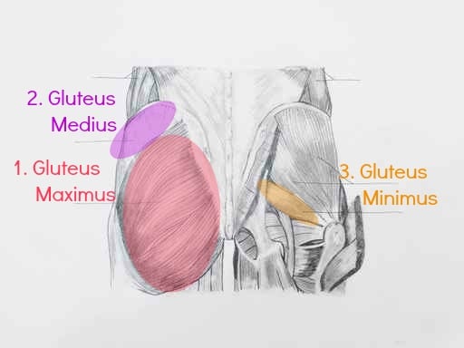 Gluteal muscles