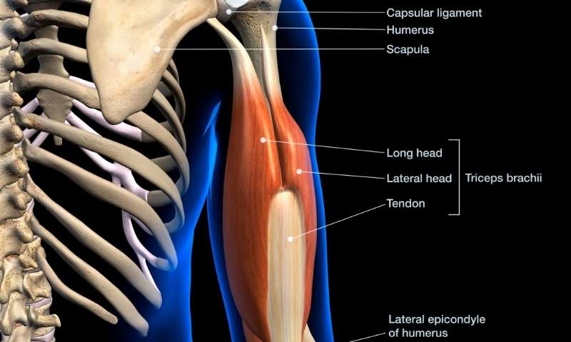 Tricep muscles