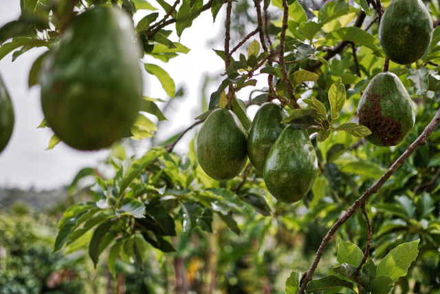 Avocados